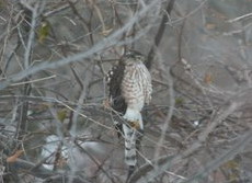 Can you tell?  Coopers Hawk or Sharp-Shinned Juvenile?