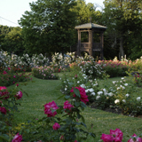 The Rose Garden at Sonnenberg